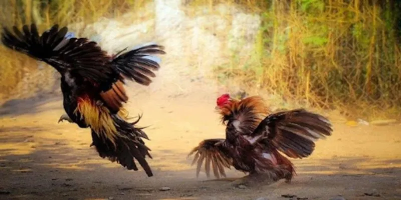 Đá gà 23WIN có lừa đảo không?