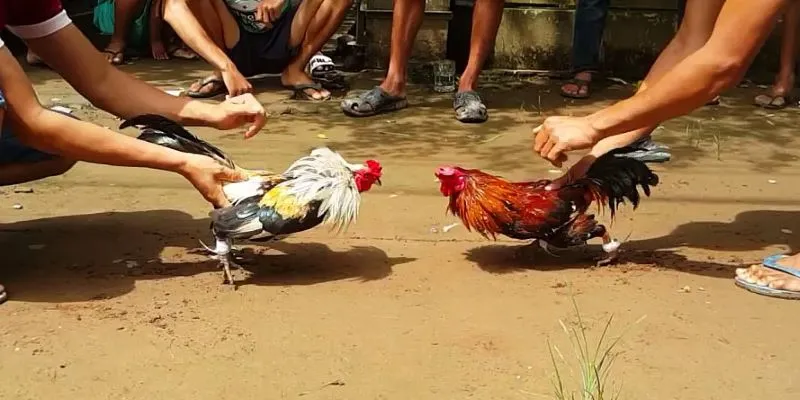 Lý do đá gà 23WIN thu hút người tham gia
