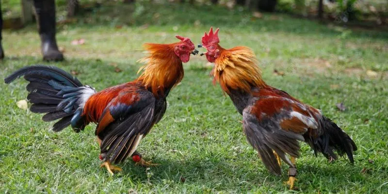Tìm hiểu đơn giản về đá gà 23WIN
